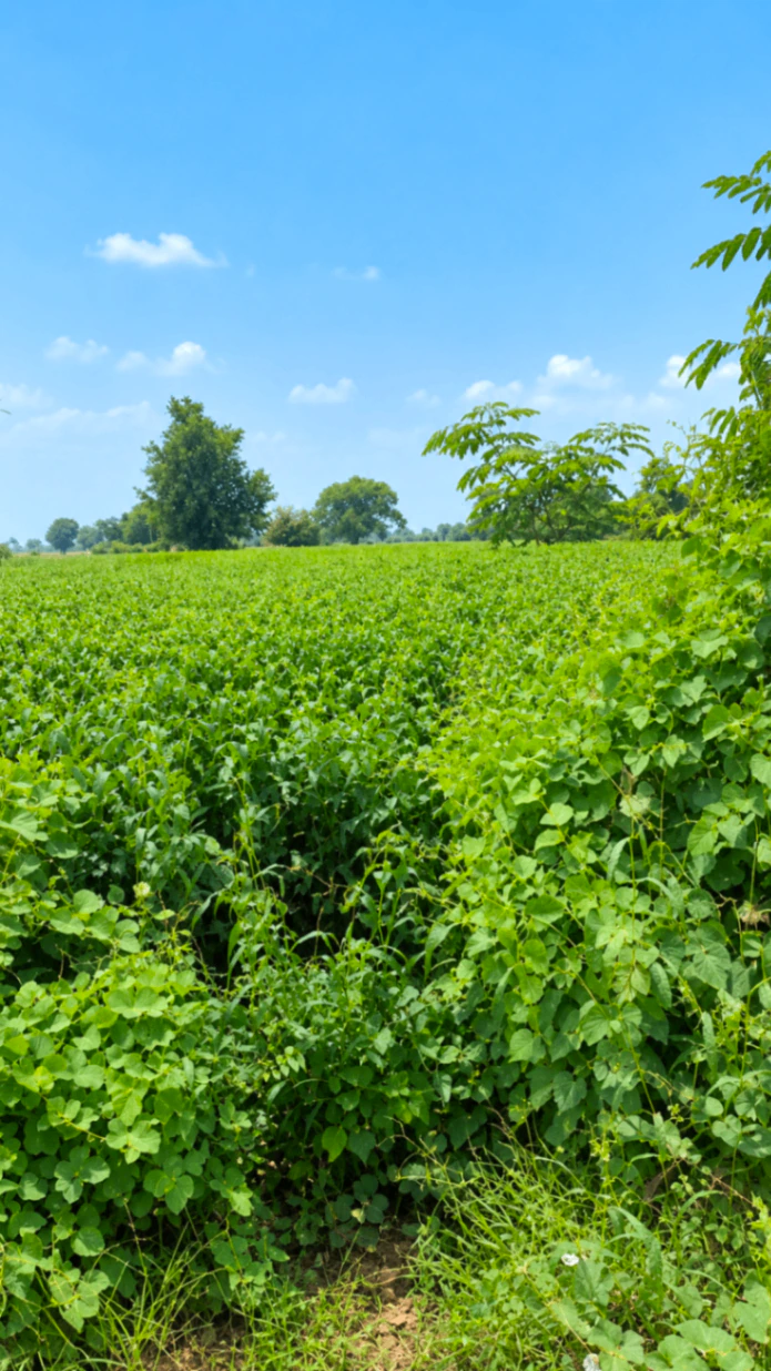 9RQ7+9GF, Dehradun, Sahaspur Road, Sahaspur, Uttarakhand 248197, India - Photo 1