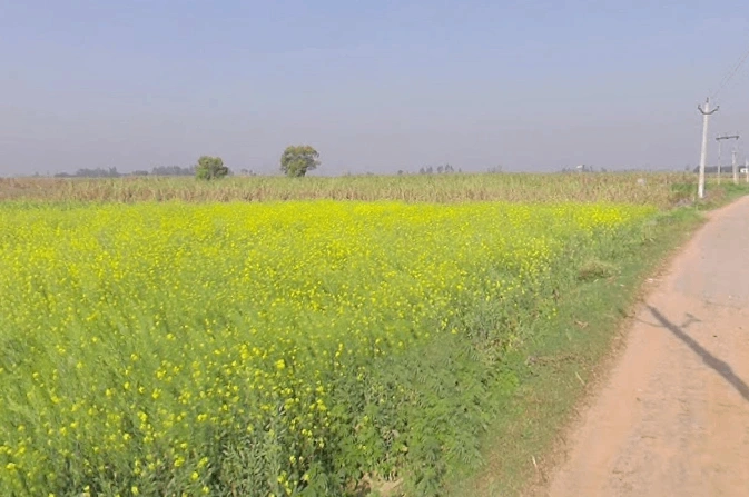 Mawana, Uttar Pradesh, India