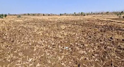 6RP4+W2 Imaliya, Madhya Pradesh, India preview 2