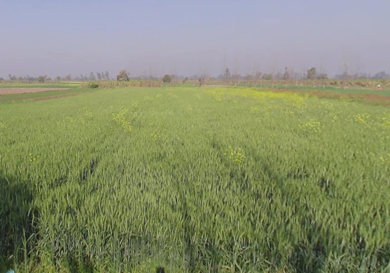 Phalawda Rural, Uttar Pradesh 250401, India