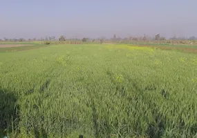 Phalawda Rural, Uttar Pradesh 250401, India preview 3
