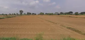 Ranjitgarh Bandran, Punjab 151506, India preview 3