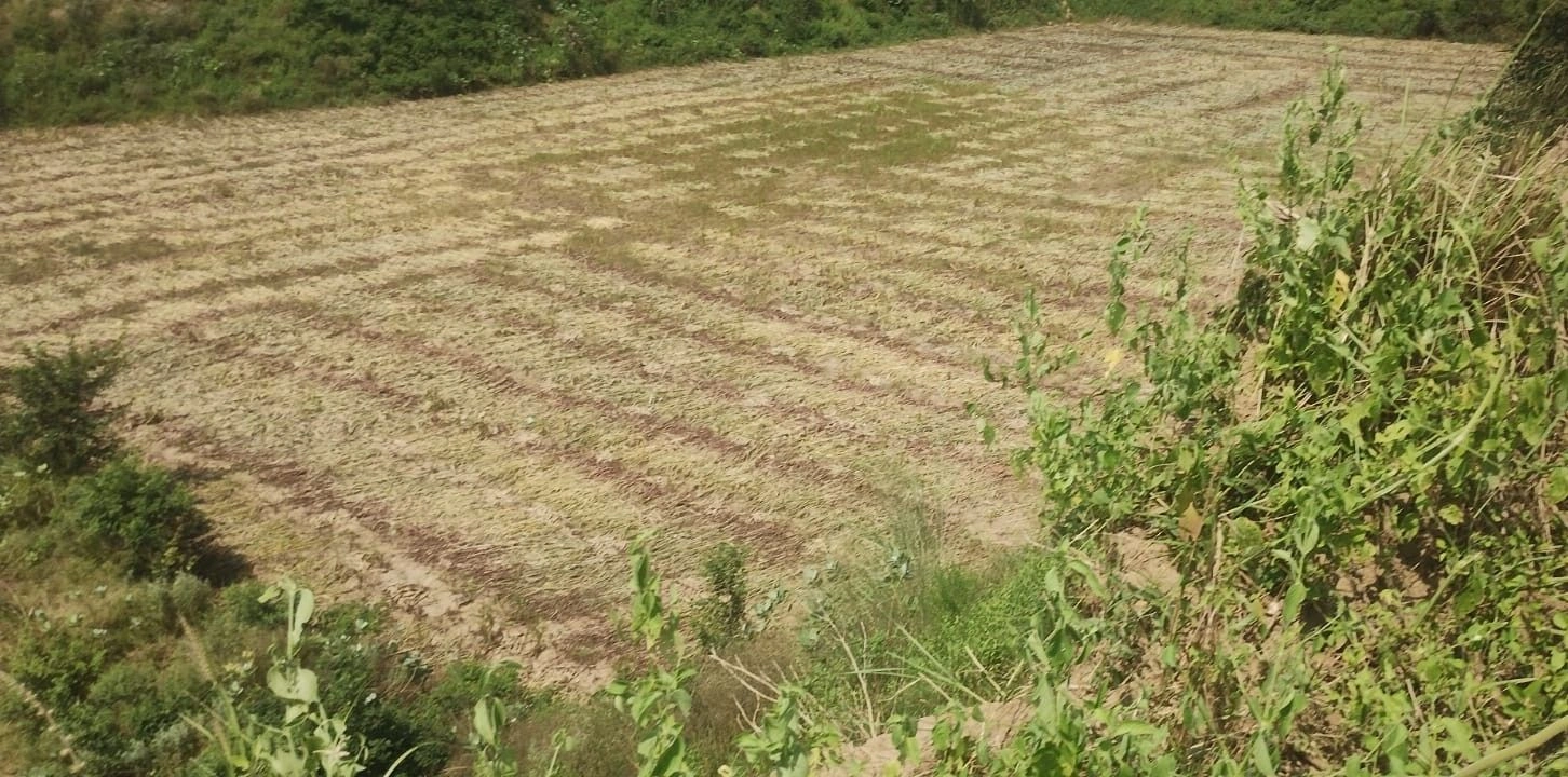 Laxmangarh, Rajasthan 321607, India