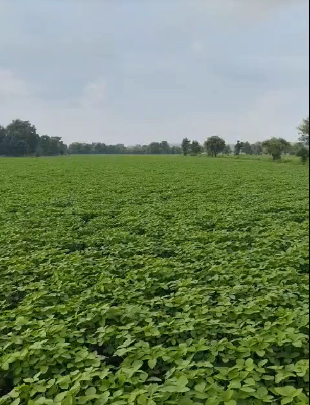 Girwani, Madhya Pradesh 473551, India