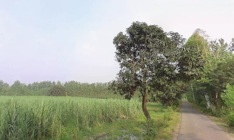 Behat, Uttar Pradesh 247121, India preview 2