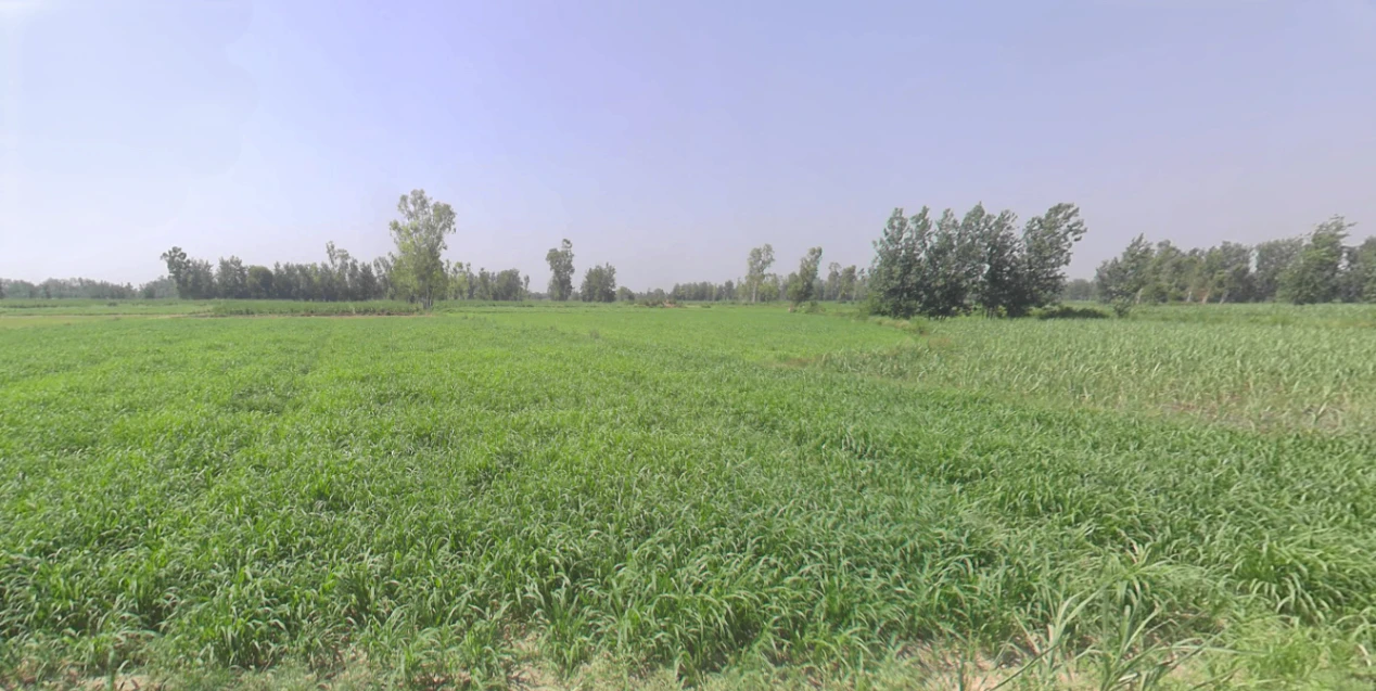Rajpura, Uttar Pradesh 207123, India