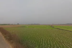 Birohi, Shitalatala, West Bengal 741245, India preview 2