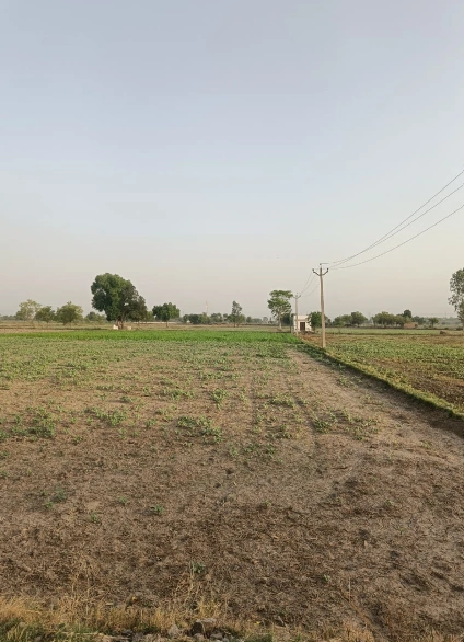Sardulgarh, Punjab 151507, India