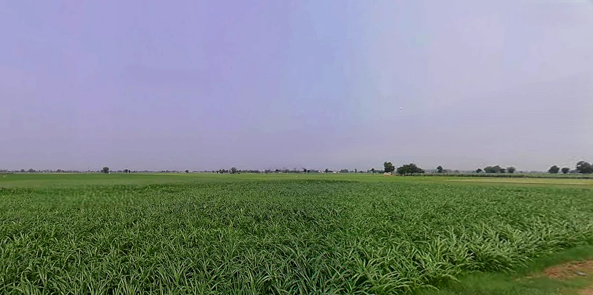 Bhadson Rd, Ranjit Nagar, Patiala, Punjab, India