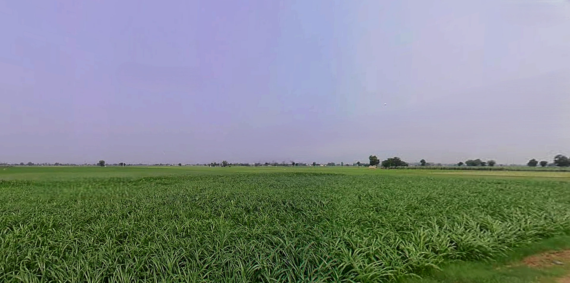 Bhadson Rd, Ranjit Nagar, Patiala, Punjab, India