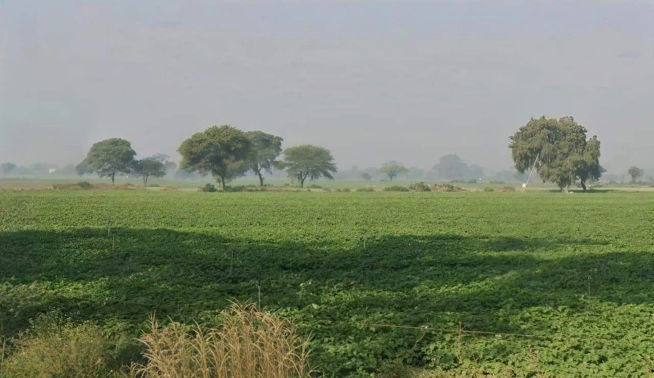 RQCH+6MM, Paliya Haidar, Madhya Pradesh 453111, India preview 2