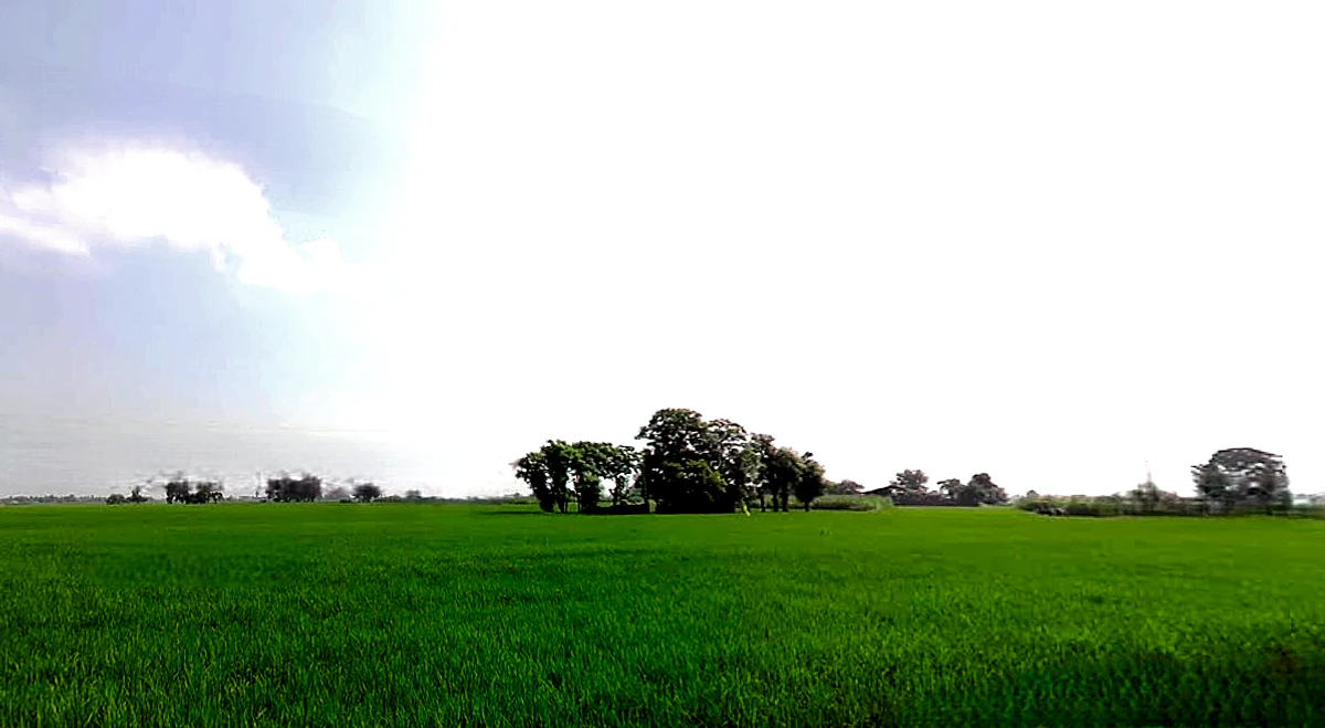 Morinda - Chunni Rd, Bhateri, Punjab, India