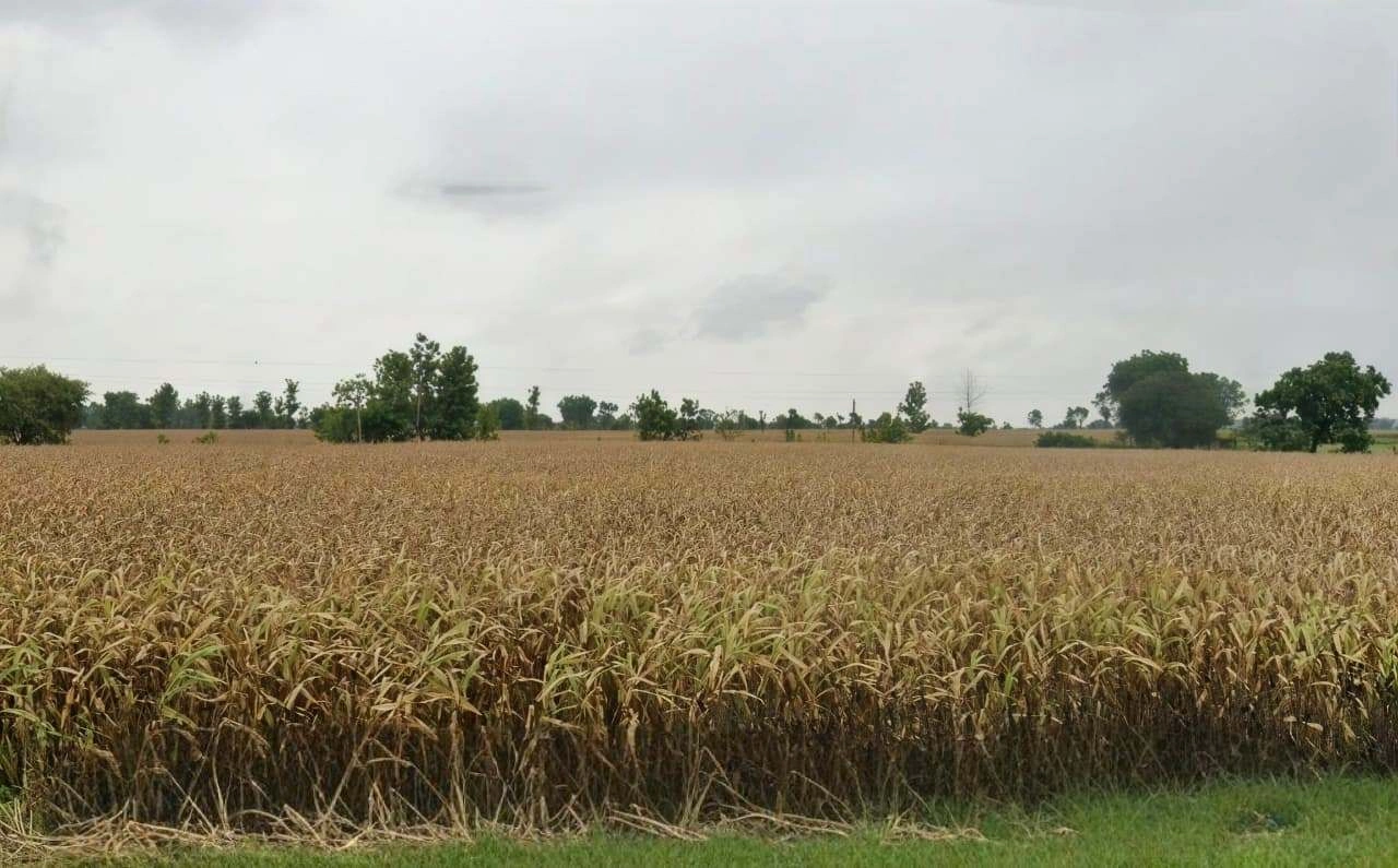 Jagdishpur, Madhya Pradesh 462038, India preview 2