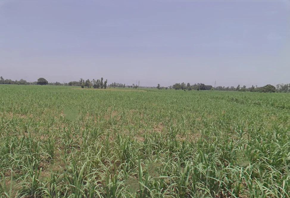 Dhanaura, Uttar Pradesh 244231, India