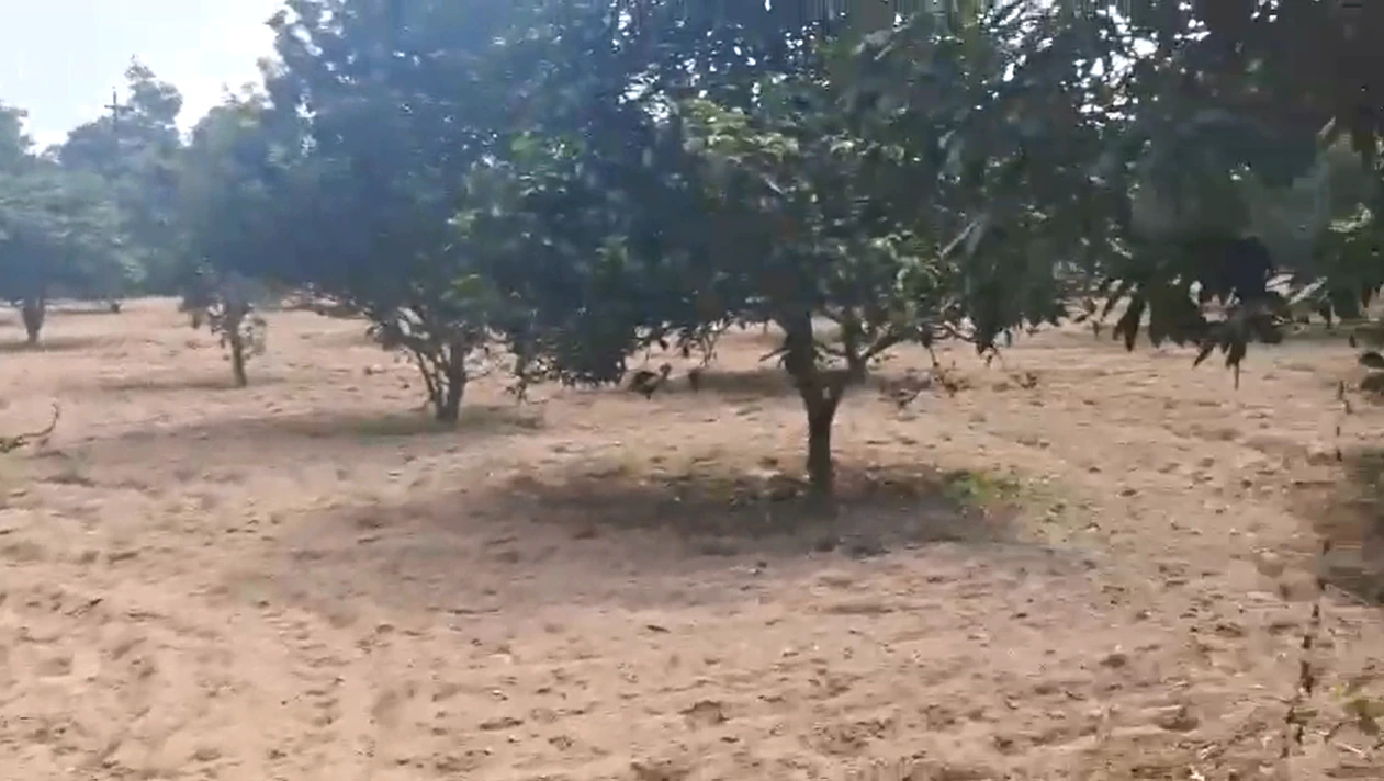 P7GH+R5H, Amroha, Hasanpur, Uttar Pradesh 244241, India - Photo 3