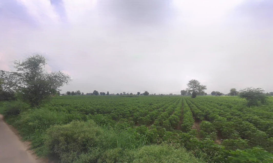 Bodiwali, Haryana 125050, India