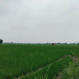 FPCF+R5 Kalkoda, Vikarabad, Telangana, India