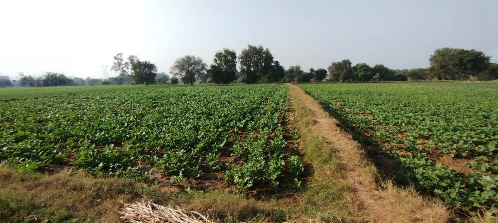 Lehra, Punjab, India