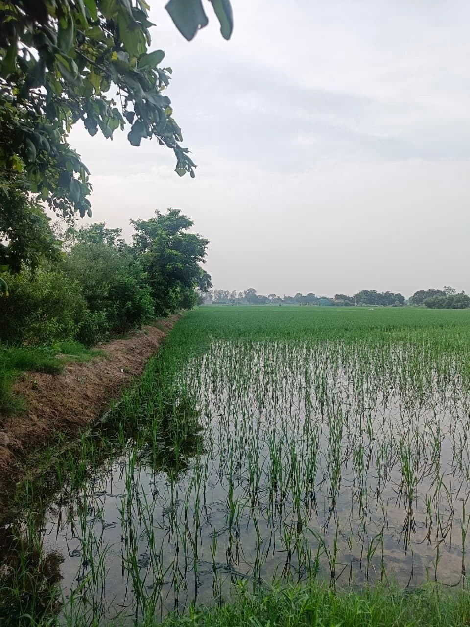 Dhamdha, Durg, Chhattisgarh 491331, India