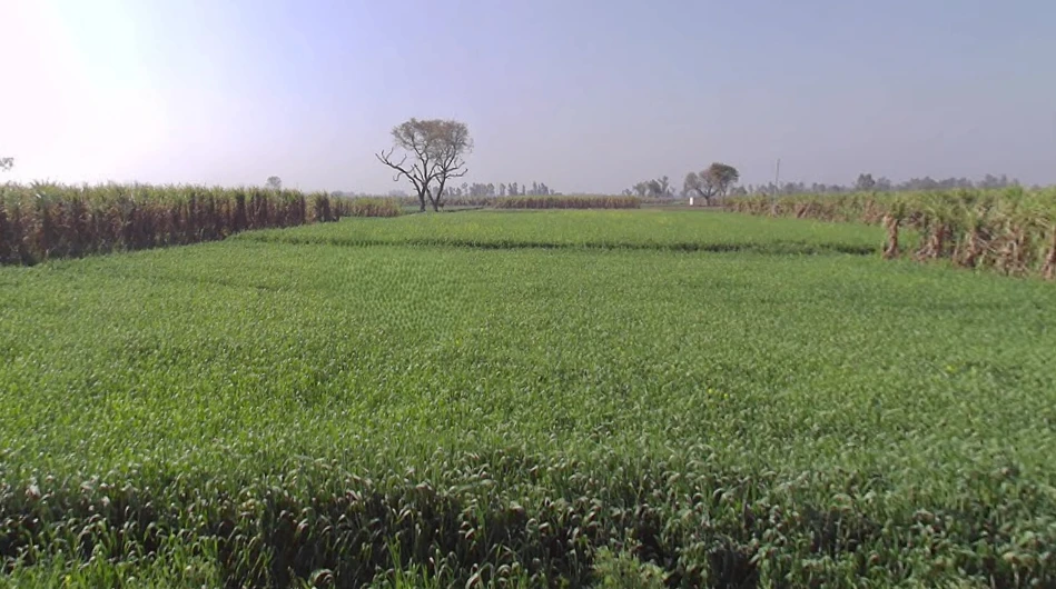 Mawana, Uttar Pradesh, India