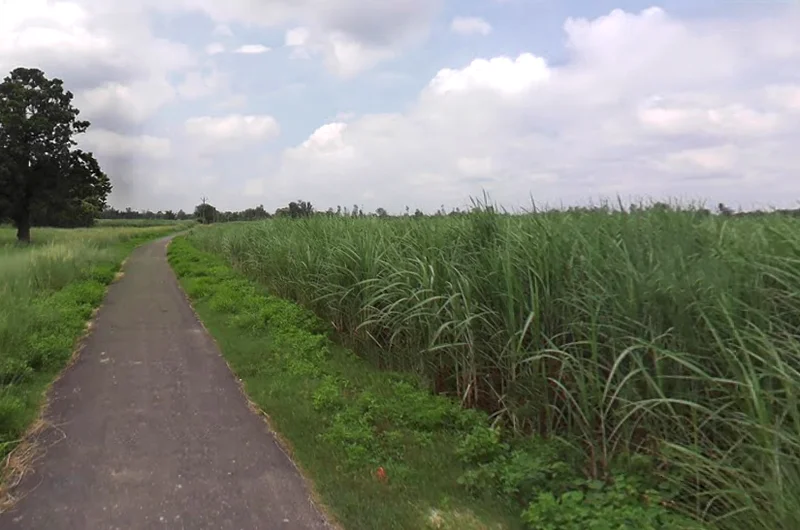 Mankapur, Uttar Pradesh 271302, India preview 2