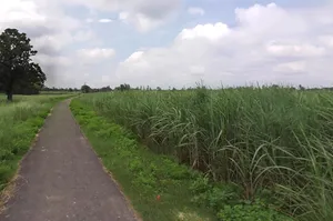 Mankapur, Uttar Pradesh 271302, India preview 2