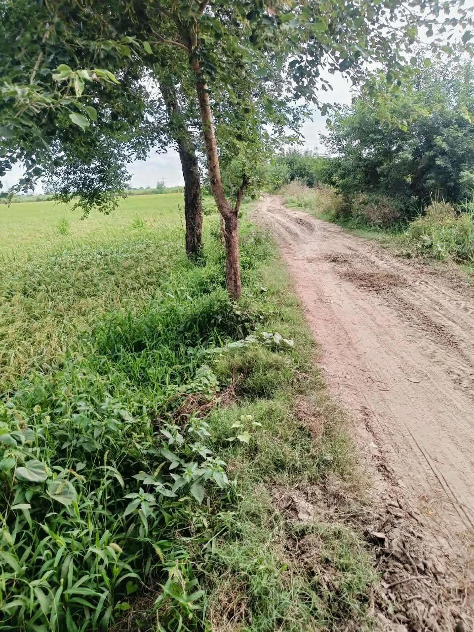 Bheema, Mathura, Uttar Pradesh 281204, India