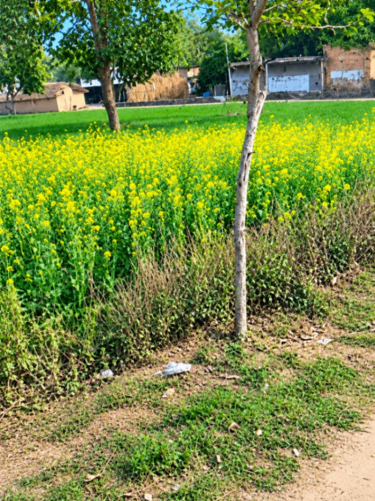 Fatehpur, Bulandshahr, Uttar Pradesh, India