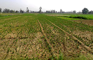 Rahmatnagar, Uttar Pradesh 226501, India preview 3