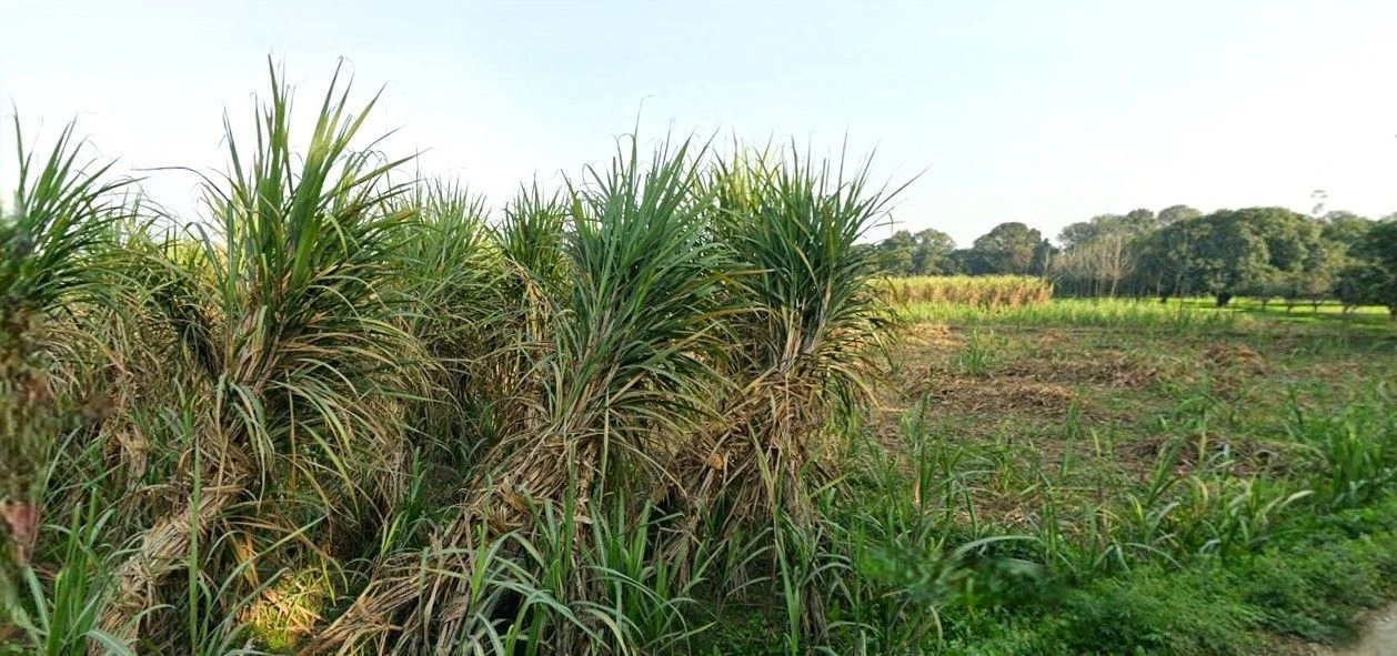 Sardhana, Uttar Pradesh 250342, India