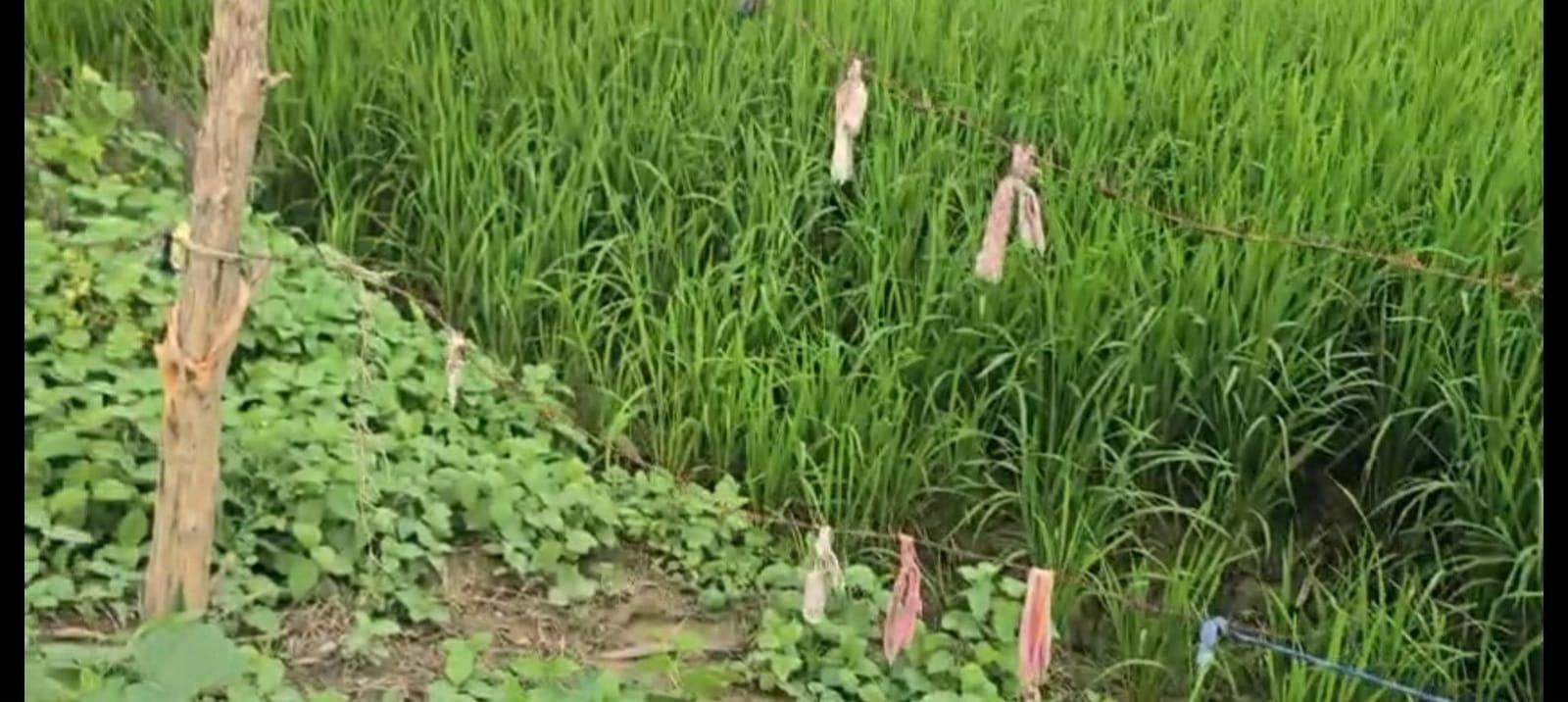 J2P5+WH Jamua, Uttar Pradesh, India