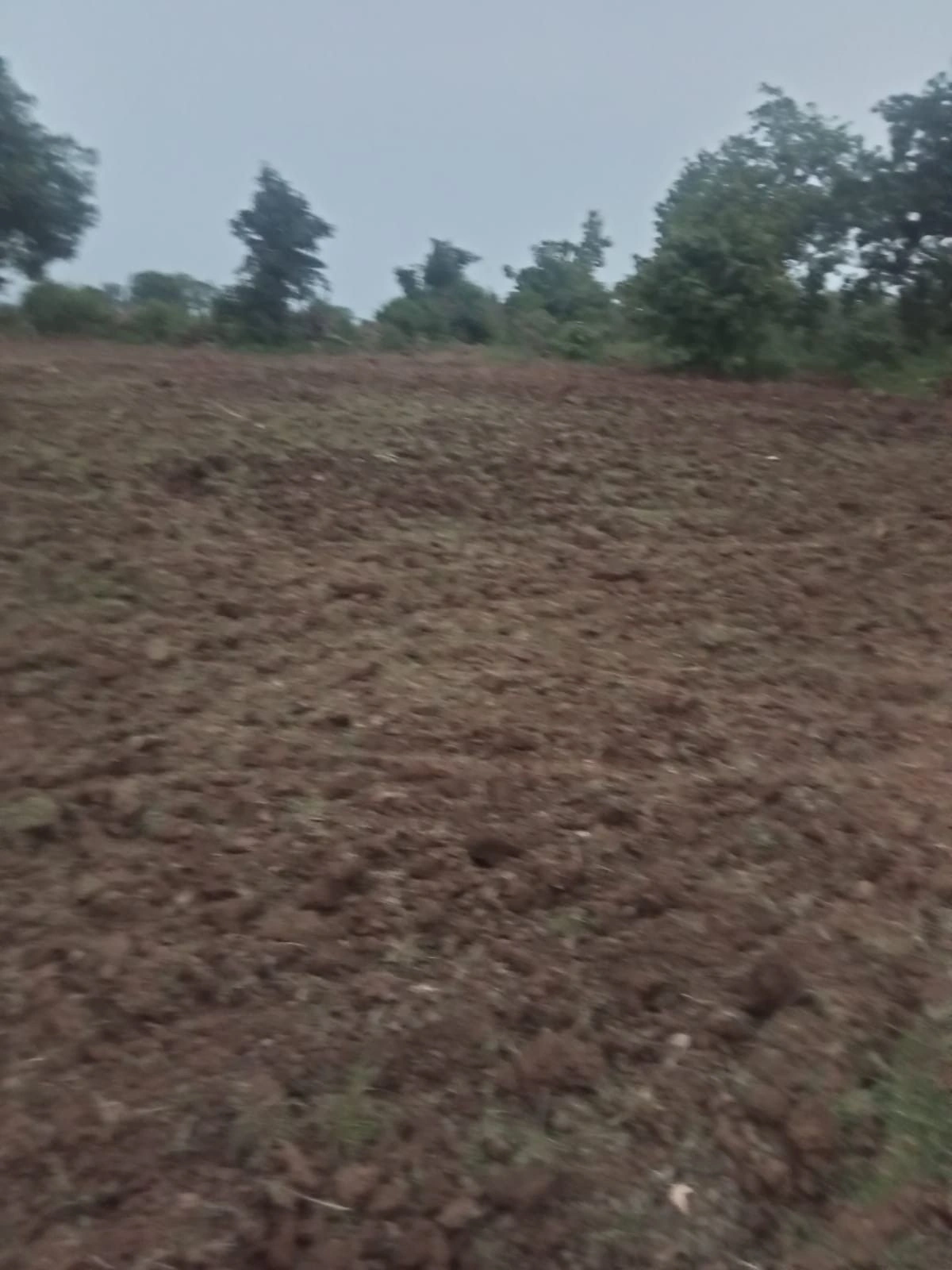 Padariya, Madhya Pradesh 482021, India