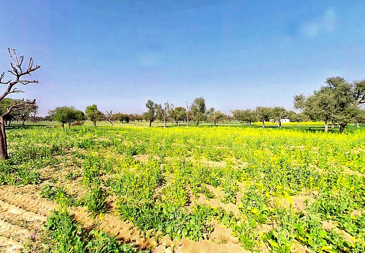 Khatu Shyam Ji Temple, Rajasthan 332404, India