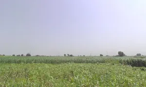 Pithlokar, Uttar Pradesh 250342, India preview 3