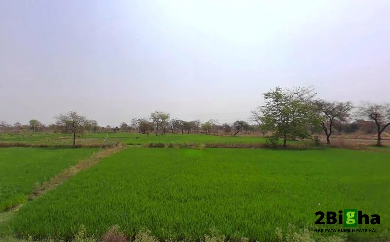 Gobra, Chhattisgarh, India preview 3