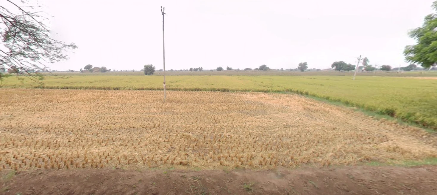 Kaluana, Haryana 125103, India