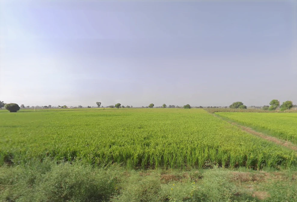 JP79+2QJ, Dhudhian Wali, Haryana 125075, India