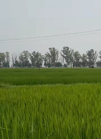 5536+8V3, Dehradun, Resham Majri Grant, Uttarakhand 248140, India - Photo 3