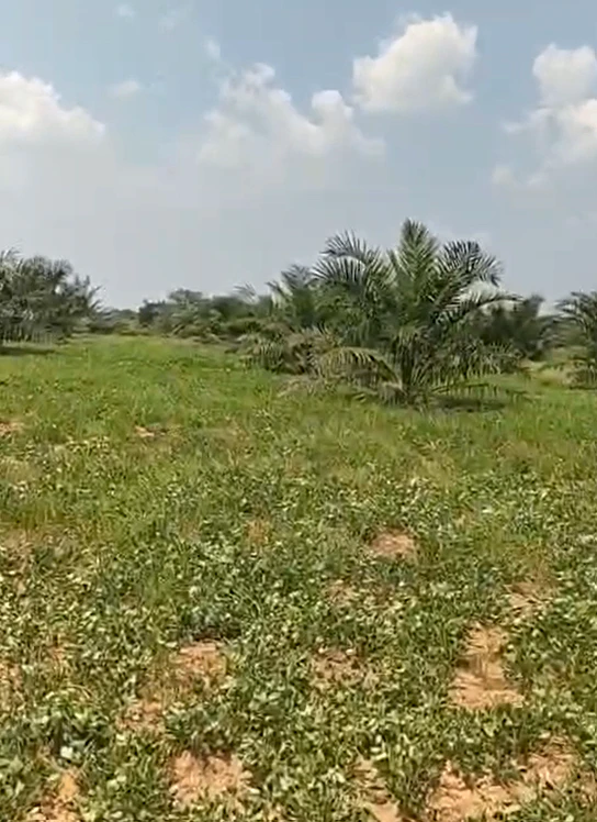 8923+9F Peddakothapally, Nagarkurnool, Telangana, India