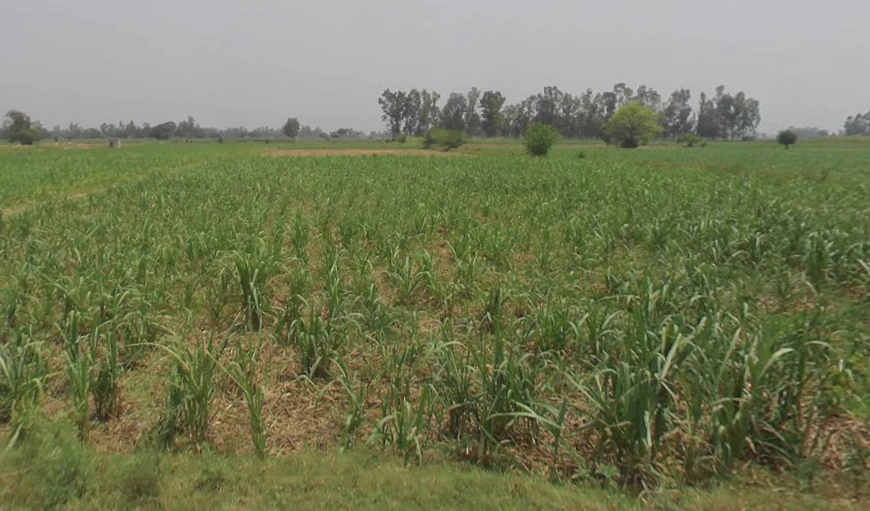 Hastinapur, Uttar Pradesh 250404, India