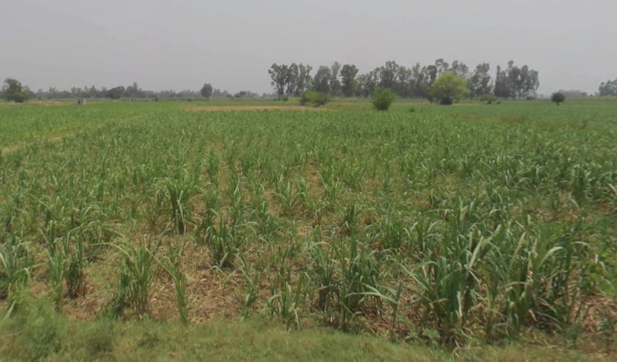 Hastinapur, Uttar Pradesh 250404, India