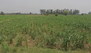 Hastinapur, Uttar Pradesh 250404, India preview 2