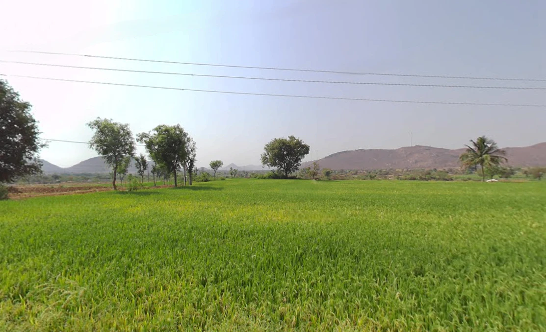 4JX3+F6 Erramanchi, Andhra Pradesh, India