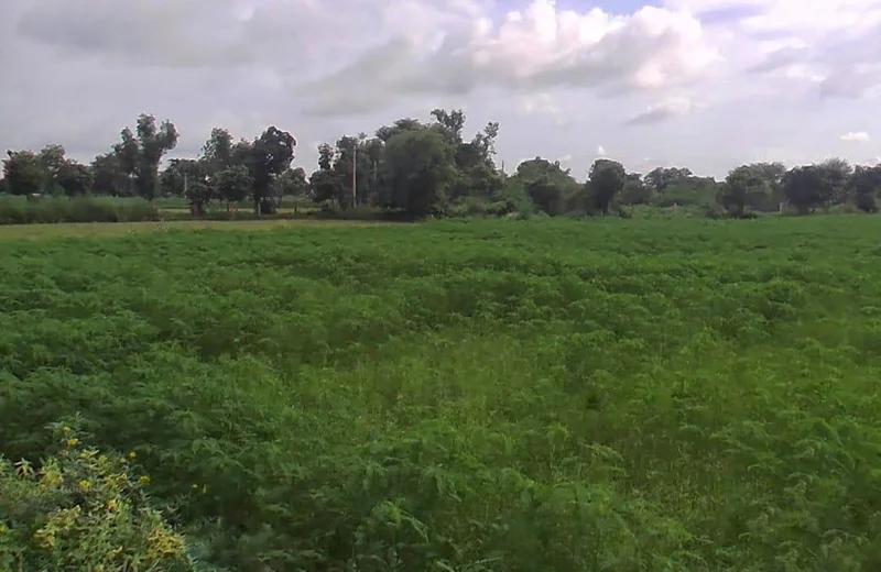 2HG4+C5C, RJSH 23, Bokauli, Rajasthan 321404, India preview 3