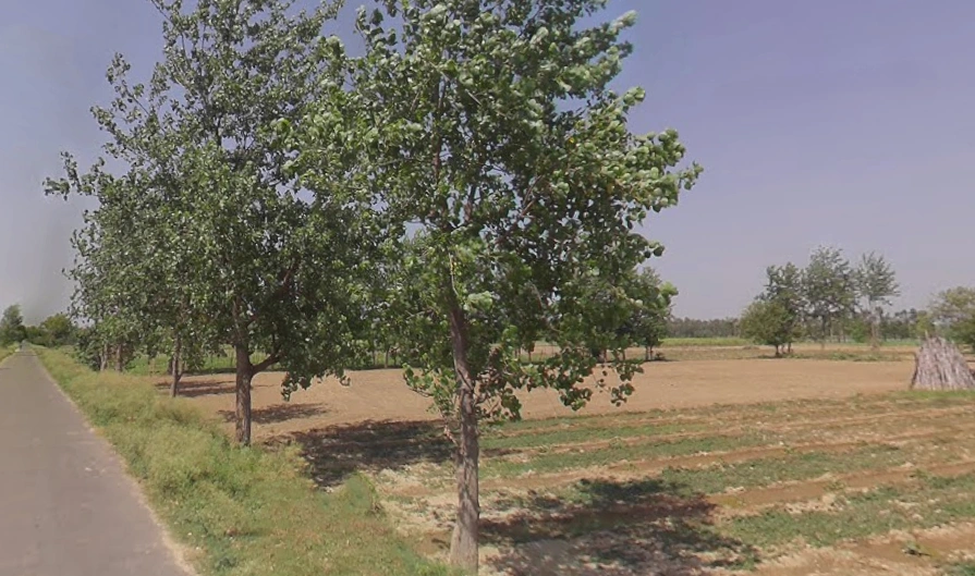 Budaun Rd, Chandpur, Uttar Pradesh, India