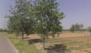 Budaun Rd, Chandpur, Uttar Pradesh, India preview 3