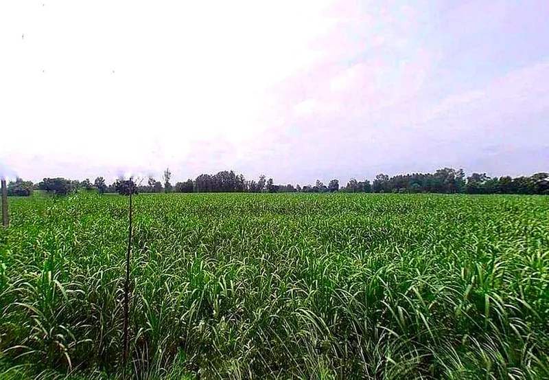 Modinagar, Uttar Pradesh, India preview 3