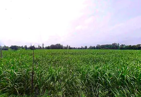 Modinagar, Uttar Pradesh, India preview 3