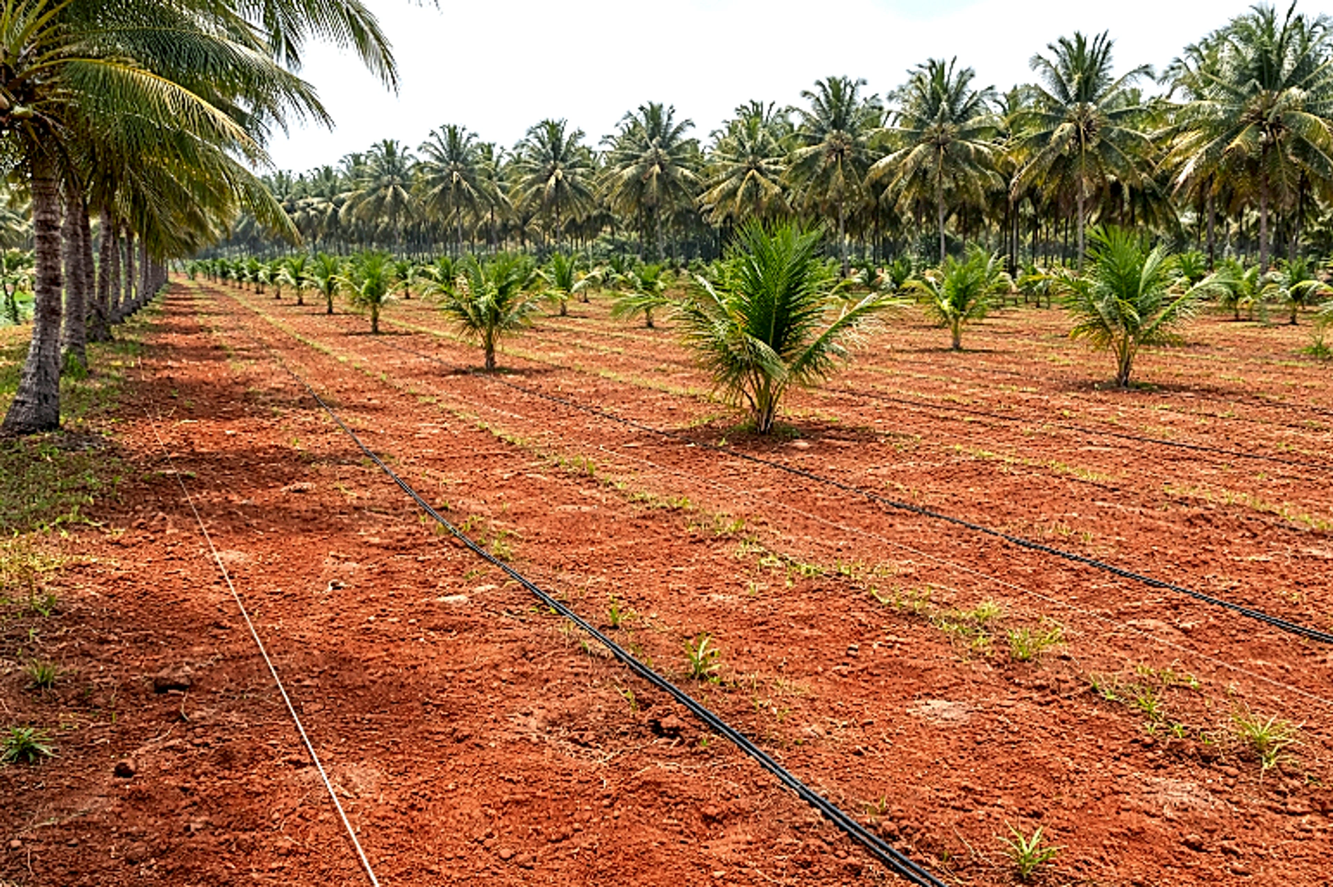 XMFW+Q2 Nitre, Karnataka, India