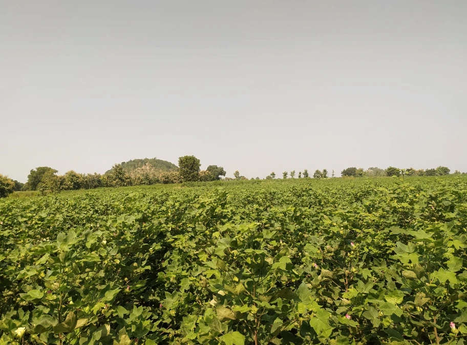 9888+584, Adilabad, Karathwada, Telangana 504304, India